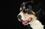 Entlebucher Mountain Dog Portrait