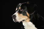 Entlebucher Mountain Dog Portrait