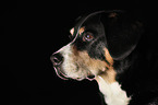 Entlebucher Mountain Dog Portrait