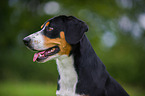 Entlebucher Mountain Dog Portrait