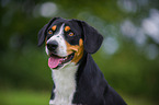 Entlebucher Mountain Dog Portrait