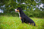 sitting Entlebucher Mountain Dog