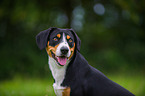 Entlebucher Mountain Dog Portrait