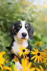 Entlebucher Mountain Dog Puppy