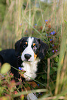 Entlebucher Mountain Dog Puppy