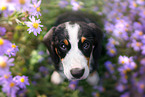 Entlebucher Mountain Dog Puppy