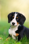 Entlebucher Mountain Dog Puppy