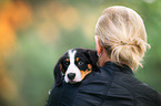 Entlebucher Mountain Dog Puppy