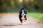 Entlebucher Mountain Dog Puppy