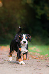 Entlebucher Mountain Dog Puppy