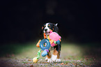 Entlebucher Mountain Dog Puppy