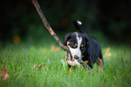 Entlebucher Mountain Dog Puppy