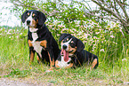 2 Entlebucher Mountain Dogs