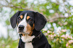 Entlebucher Mountain Dog Portrait