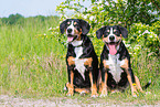 2 Entlebucher Mountain Dogs