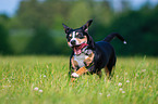 running Entlebucher Mountain Dog