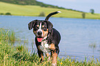 Entlebucher Mountain Dog at the lake