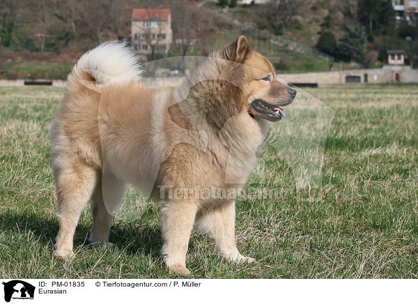 Eurasier / Eurasian / PM-01835