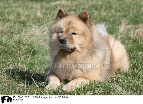 Eurasier / Eurasian / PM-01837