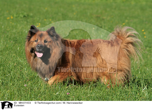 Eurasier / Eurasian / MH-01433