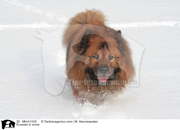 Eurasier im Schnee / Eurasier in snow / MH-01435