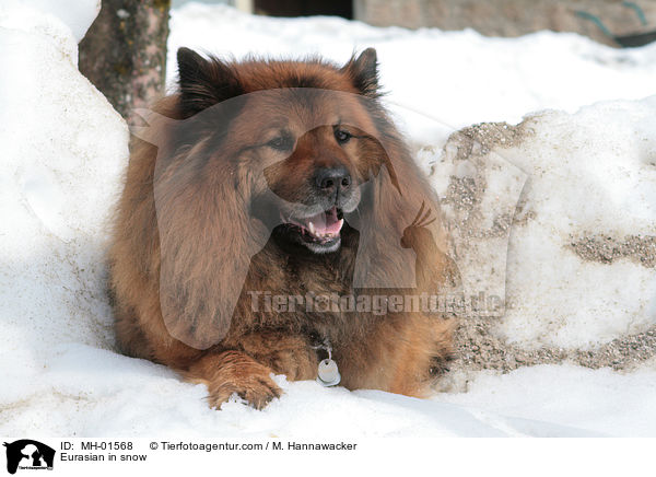 Eurasian in snow / MH-01568