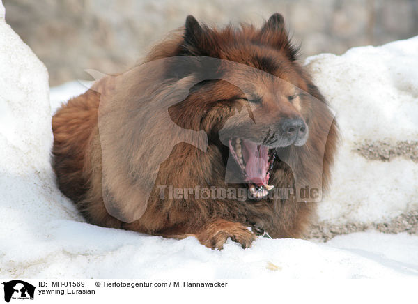 yawning Eurasian / MH-01569