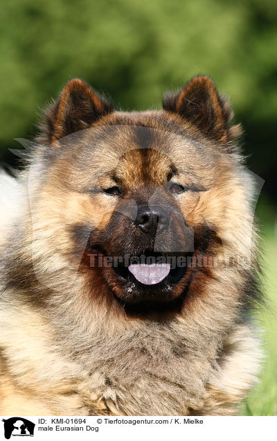 male Eurasian Dog / KMI-01694
