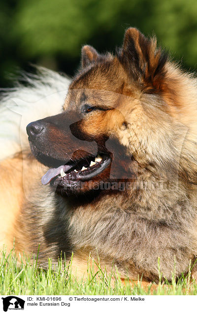 male Eurasian Dog / KMI-01696