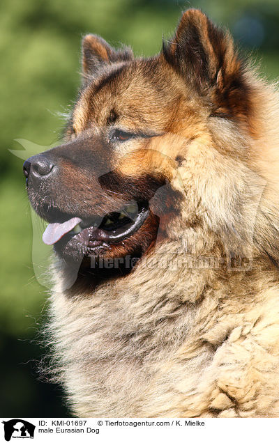 male Eurasian Dog / KMI-01697