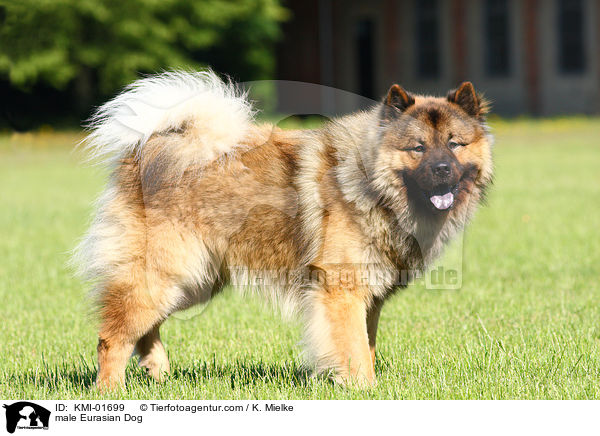 male Eurasian Dog / KMI-01699
