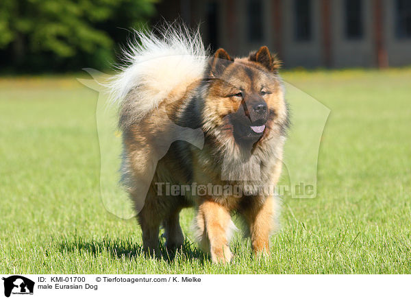 male Eurasian Dog / KMI-01700