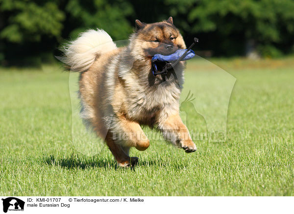 Eurasier Rde / male Eurasian Dog / KMI-01707