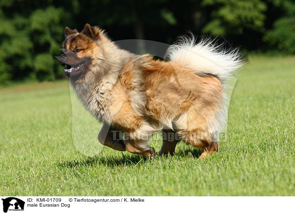 male Eurasian Dog / KMI-01709