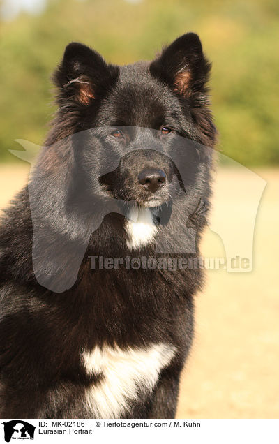 Eurasier Portrait / Eurasian Portrait / MK-02186