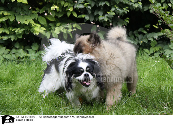 spielende Hunde / playing dogs / MH-01819