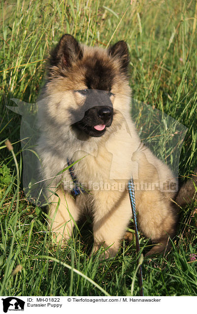Eurasier Puppy / MH-01822