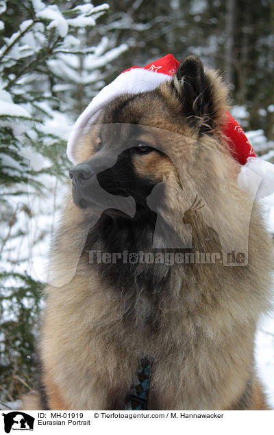 Eurasier Portrait / Eurasian Portrait / MH-01919