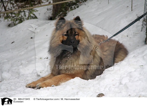 Eurasier / Eurasian / MH-01945