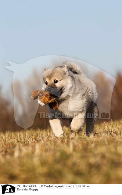 Eurasier Welpe / Eurasier Puppy / JH-14222