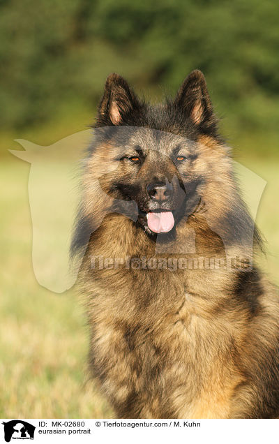 Eurasier Portrait / eurasian portrait / MK-02680