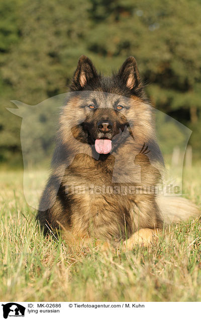 liegender Eurasier / lying eurasian / MK-02686