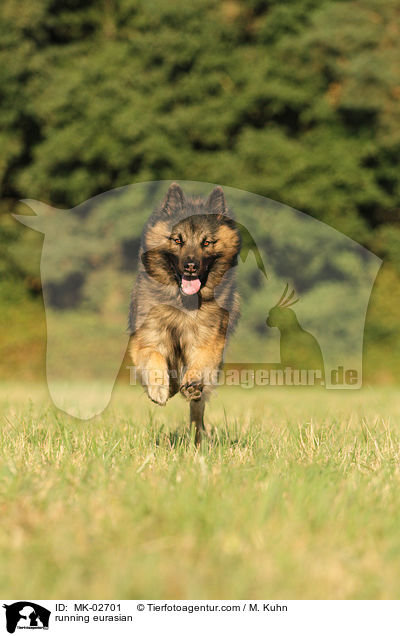 rennender Eurasier / running eurasian / MK-02701