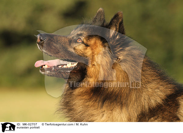 Eurasier Portrait / eurasian portrait / MK-02707