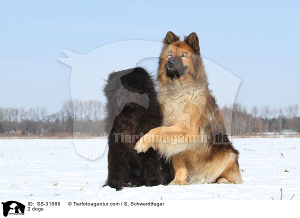 2 Hunde / 2 dogs / SS-31589