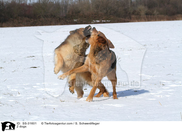 2 Hunde / 2 dogs / SS-31601