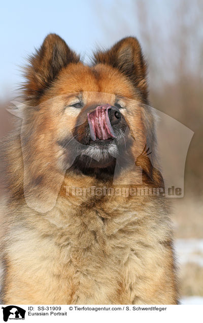 Eurasier Portrait / Eurasian Portrait / SS-31909