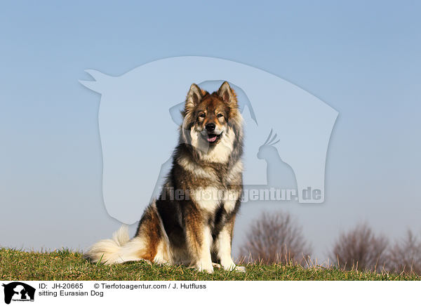 sitting Eurasian Dog / JH-20665