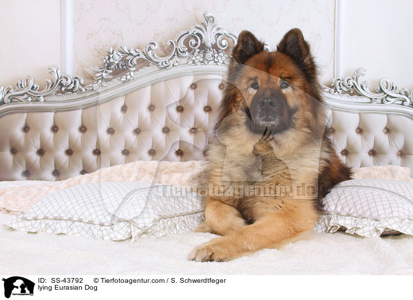 liegender Eurasier / lying Eurasian Dog / SS-43792