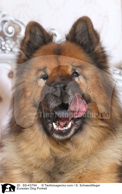 Eurasian Dog Portrait / SS-43794